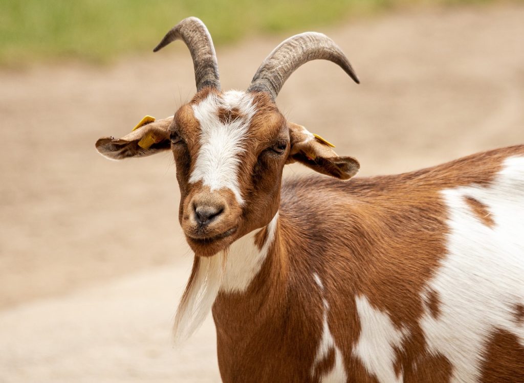 goat, animal, mammal, domestic goat, domesticated animal, nature, ruminant, livestock, animal world